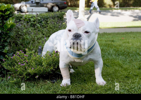 The Shaggy Dog  Year: 2006 USA  Director : Brian Robbins Stock Photo