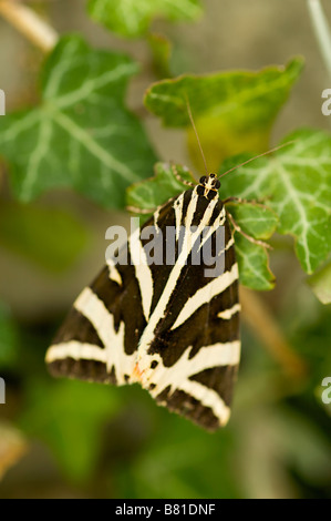 Jersey or Russian Tiger moth Callimorpha quadripunctaria France Stock Photo