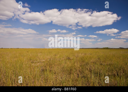 EVERGLADES, FLORIDA USA - Sawgrass on Pa-hay-okee Trail, in Everglades National Park Stock Photo