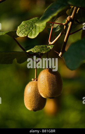 Kiwi Actinidia deliciosa Landes France Stock Photo