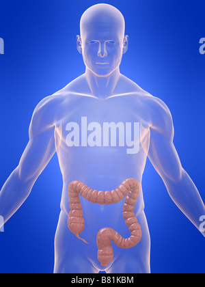 human colon Stock Photo