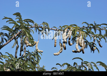 Bunch of Tamarind (Tamarindus indica)on Tree. Maharashtra, India. Stock Photo