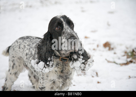 Cocker Spaniel with snow matting the hair around its ears in Richmond Park winter 2009 Stock Photo
