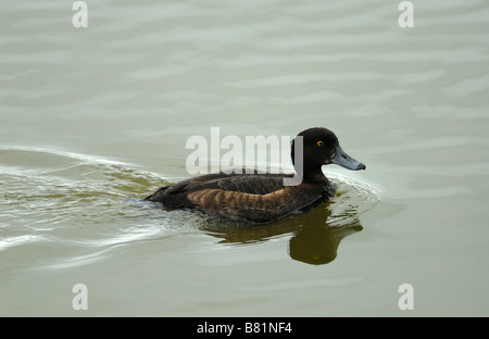 A female Tufted Duck (Aythya fuligula) Stock Photo