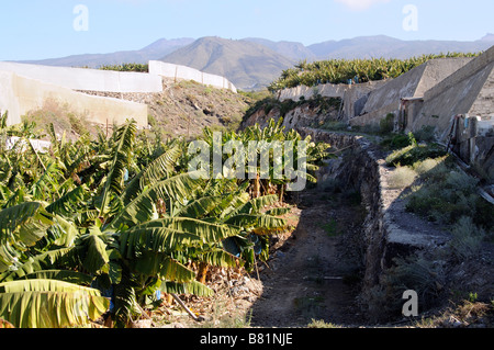 Banana plantation partly under netting covers on the southern coast of Tenerife Canary Islands Stock Photo