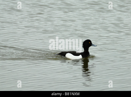 A male Tufted Duck (Aythya fuligula) Stock Photo