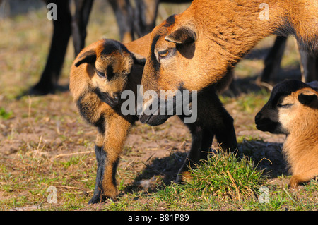 cameroon sheep on meadow Stock Photo