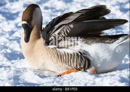 Swan Goose (Anser cygnoides) adult settling down to rest on snow Golden Acre Park Nature Reserve Leeds West Yorkshire England UK Stock Photo