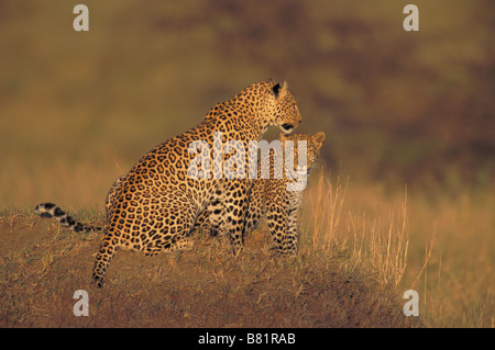 Leopard (Panthera pardus) Kenya, Masai Mara Reserve, Mother leopard with her 9- month old cub Stock Photo