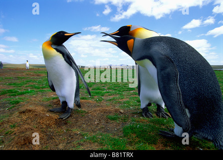 King Penguins (Aptenodytes patagonicus) Arguing trio, Breeding Colony, Volunteer Point, Falkland Islands Stock Photo