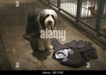 The Shaggy Dog  Year: 2006 USA Director : Brian Robbins Stock Photo