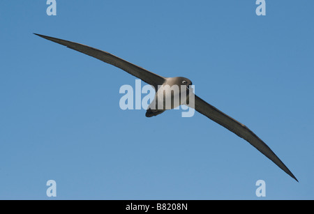 Light-mantled Sooty Albatross (Phoebetria palpebrata) in flight, South Georgia Island, Antarctica Stock Photo