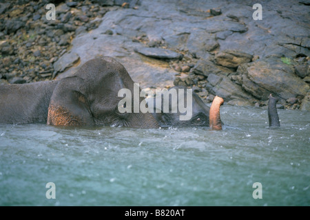 Asian or Indian Elephants (Elephas maximus) Bathing in pool during Monsoon rains, Periyar National Park, INDIA Stock Photo