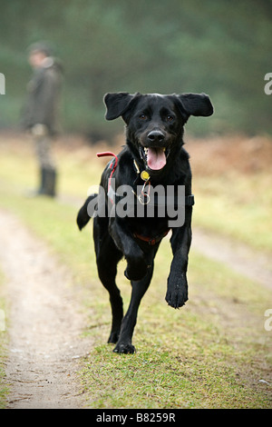 Big Black Labrador Running Stock Photo