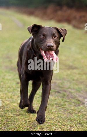 Labrador Running in the Countryside Stock Photo