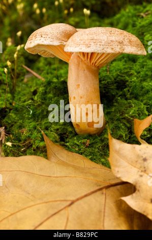 Saffron Milkcap Lactarius deliciosus in september Pays Basque France Stock Photo