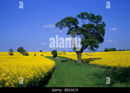 Field of rapeseed, North Yorkshire, England Stock Photo