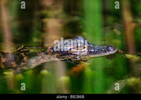 Baby alligator hides in tall grasses Turner River Big Cypress National Preserve Florida Stock Photo