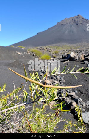 Lantisco (Periploca laevigata) in front of Pico de Fogo, Fogo Island, Cape Verde, Africa Stock Photo
