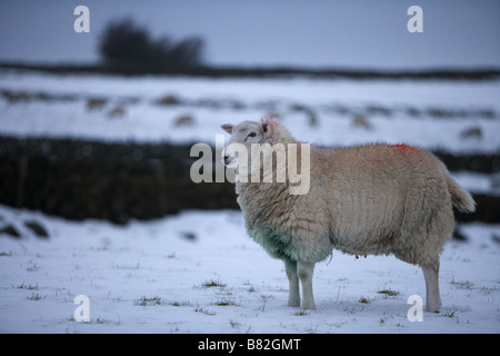 Single sheep standing in snow in a field with markings on fleece Stock Photo