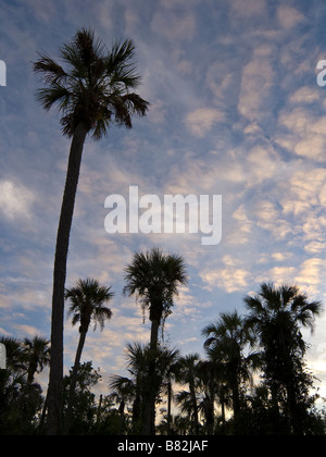 Sabal palm trees against evening sky Collier Seminole State Park Florida Stock Photo