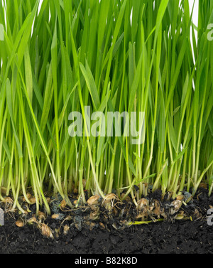 wheatgrass growing from soil Stock Photo