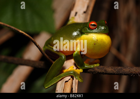 Male Australian Red Eyed Tree Frog (Litoria chloris) Stock Photo