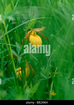 Yellow Lady's Slipper (Cypripedium calceolus), Iowa Stock Photo