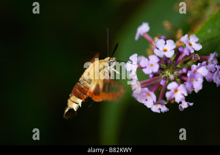 Broad bordered bee hawk moth Hemaris fuciformis France Stock Photo