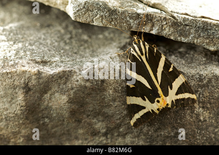 Jersey or Russian Tiger moth Callimorpha quadripunctaria France Stock Photo