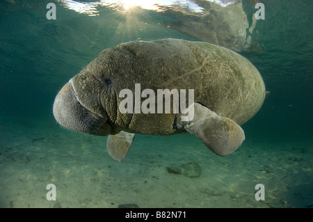 West Indian Manatee Trichechus manatus latirostris Florida Stock Photo