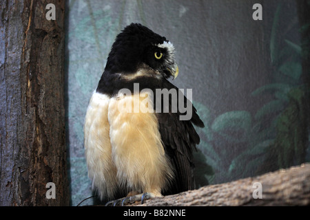 Spectacled Owl or Pulsatrix perspicillata native to Central and South America Stock Photo