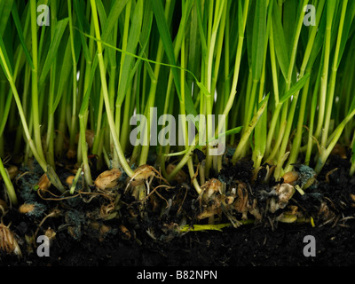 wheatgrass growing from soil Stock Photo