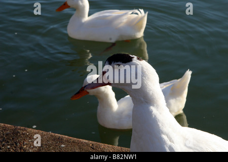 Three snow geese ducks swimming in pond outside of Rome, Italy Stock Photo