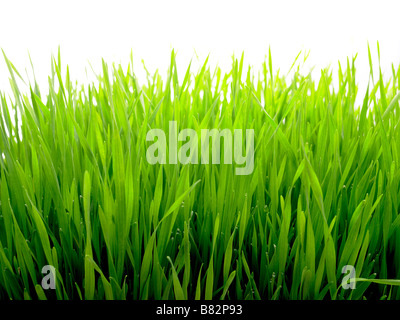 wheat grass growing tall Stock Photo