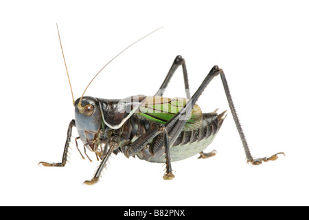 Gampsocleis gratiosa local name in China guoguo in front of a white background Gampsocleis gratiosa is a grasshopper from China Stock Photo