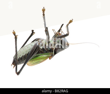 Gampsocleis gratiosa local name in China guoguo in front of a white background Gampsocleis gratiosa is a grasshopper from China Stock Photo