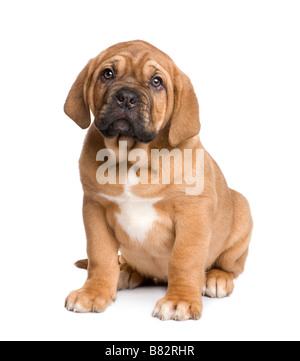 Dogue de Bordeaux puppy 2 months in front of a white background Stock Photo