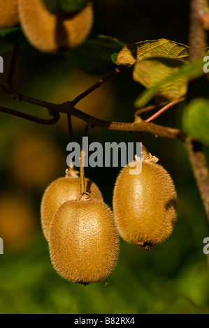 Kiwi Actinidia deliciosa Landes France Stock Photo