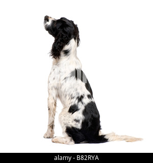 English Springer Spaniel 1 year in front of a white background Stock Photo