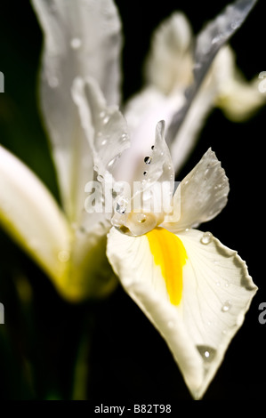 Dutch iris (Iris Xiphium) "White Excelsior" (shallow DOF) Stock Photo