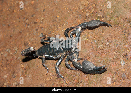 Scorpion. A large black scorpion which lives in flattened burrows. Its sting is very painful. Stock Photo