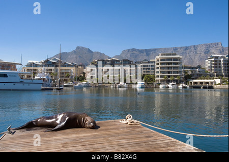 Cape Fur Seals (Arctocephalus pusillus) at Victoria and Alfred Waterfront Cape Town South Africa Stock Photo