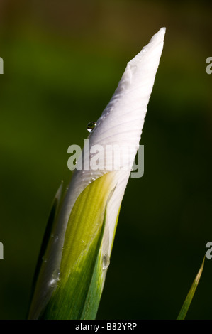 Dutch iris (Iris Xiphium) "White Excelsior" Stock Photo