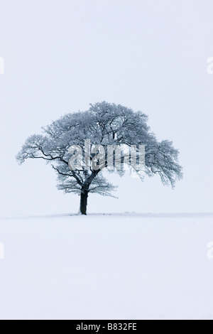 Solitary tree on a snow covered hillside Stock Photo