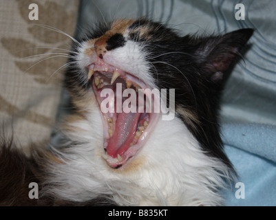 Yawning Cat Stock Photo