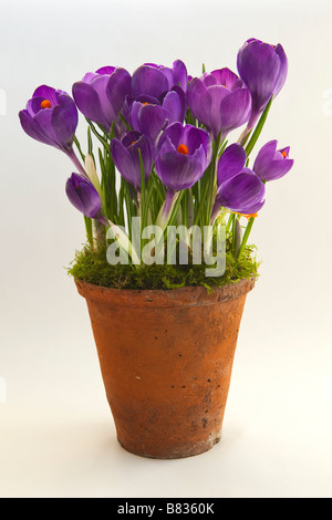 A terracotta flower pot with purple crocus growing in it Stock Photo