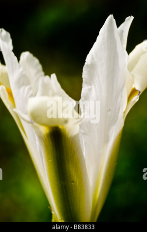 Dutch iris (Iris Xiphium) "White Excelsior" Stock Photo