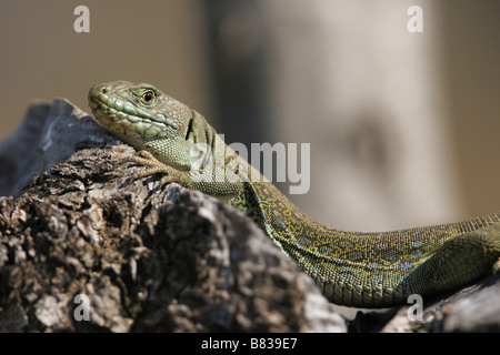 Lizard, Ocellated Lizard, Timon lepidus, Lacerta lepida, Lacertidae, Sauria, Reptilia, bush, rocky, sand Stock Photo