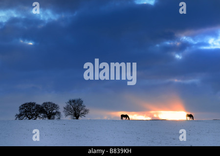 The Silhouettes Of Horses At Sunset Stock Photo - Alamy